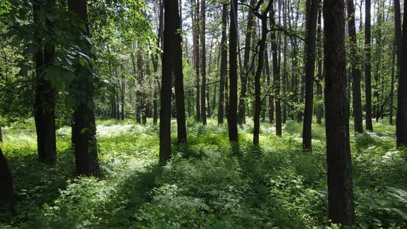 Trees in the Forest By Summer Day