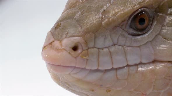 Extreme macro close-up of a blue tongued-skink licking his lips and showing his blue tongue