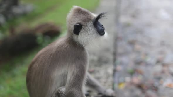 Small langur monkey sits alone next to a stone walking path