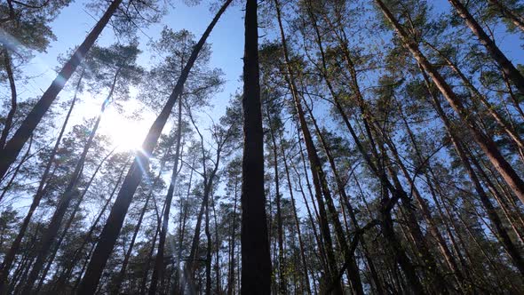 Walking Through the Forest with Pine Trees During the Day POV Slow Motion