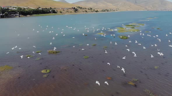 A Flock of Seagulls Flies Over the Water in Slow Motion