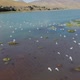 A Flock of Seagulls Flies Over the Water in Slow Motion - VideoHive Item for Sale