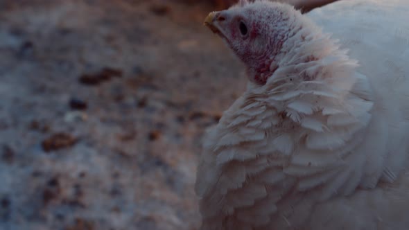 Turkey Walking in Enclosure in Winter Season