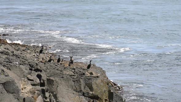 Cormorants on the coast