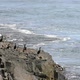 Cormorants on the coast - VideoHive Item for Sale