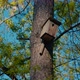 Birdhouse On A Tree In The Forest - VideoHive Item for Sale