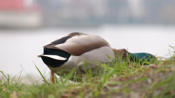 One Gray Wild Duck Walking in Summer Park