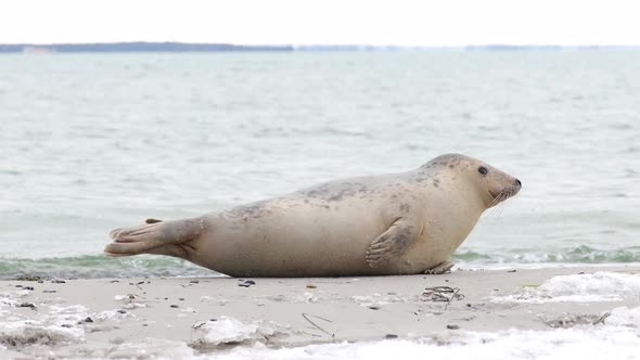 Young seal sniffing the beach, snow and ice in foreground, Falsterbo, Skanör, Sweden