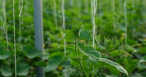 Growth Greenhouse Cucumbers