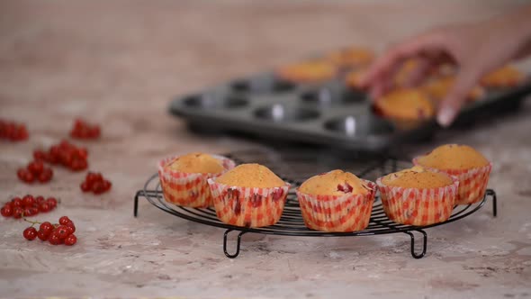 Freshly baked red currant muffins on cooling rack.