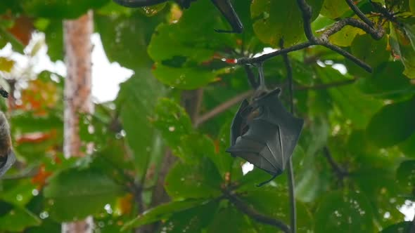 Flying Foxes Hanging on a Tree Branch and Washing Up