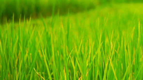 Green Field Background in Close Up View