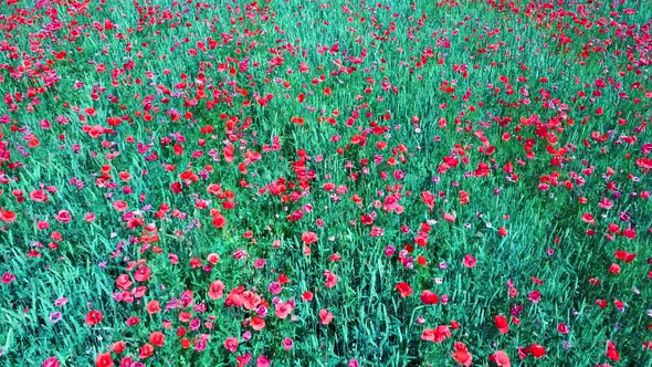 Field of Blossoming Red Poppies, Beautiful Flowers Meadow and Summer Nature Landscape	