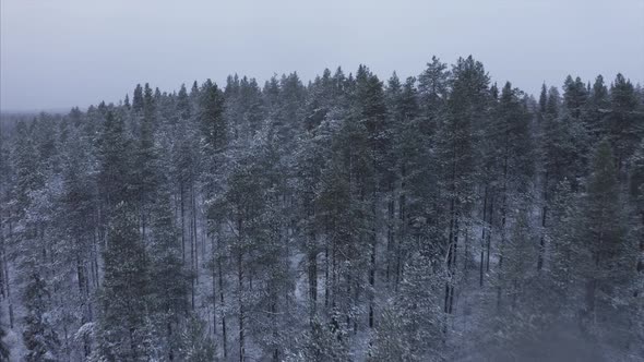 drone footage of snowfall in a forest in finland