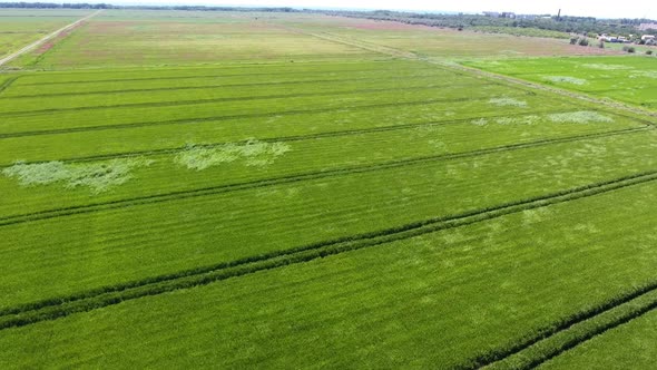 Aerial Shot of a Huge Farming Land with Many Ditches on a Sunny Day in Summer 