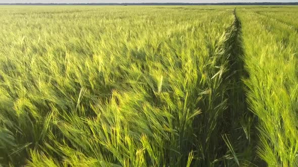 Green Rye Stems Grow at Ground Road Along Field Close Upper