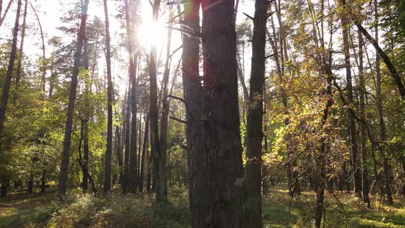 Autumn Forest Landscape with Trees By Day