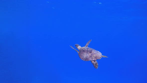 Tropical Turtle Blue Sea Water