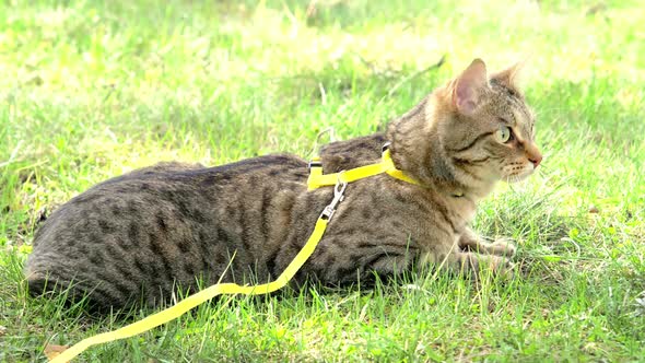 Walking a domestic cat on a yellow harness. The tabby cat is afraid of outdoor,hides in the green gr