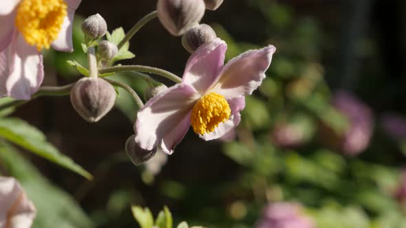 Close-up details of Japanese anemone hybrida flower 4K video