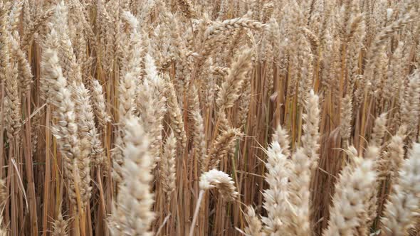 Wheat field. Ears of golden wheat closeup. Harvest concept and rural scenery.