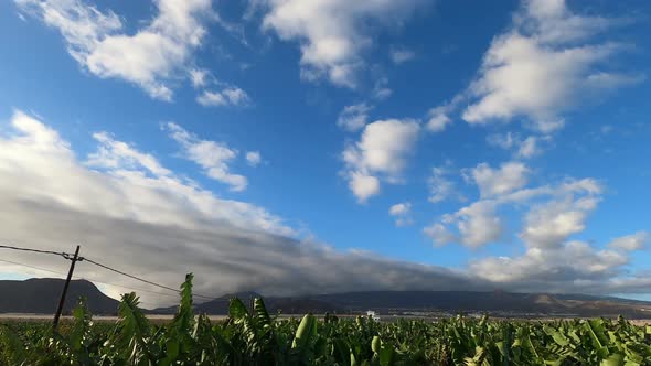 Landscape view of farm banana plantation and mountains I background - fast forward movement clouds