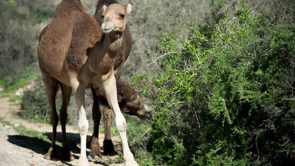 Morocco Camel01