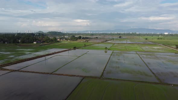 Drone view paddy field in water season