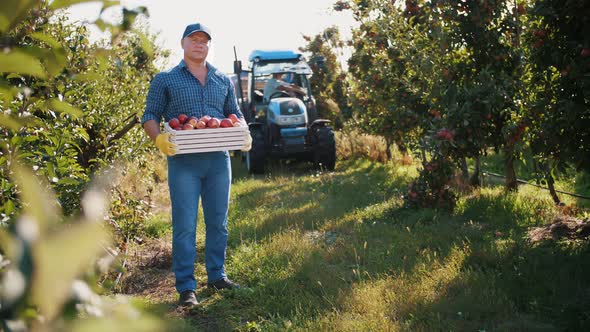 Apple Harvesting