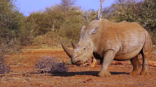 White Rhinoceros covered in red dust stands in evening golden light