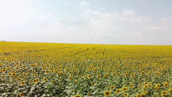 Top View of a Field with a Sunflower