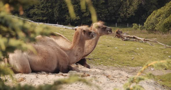 Bactrian Camels Resting In Safari Park