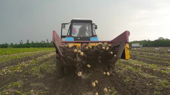 Tractor Harvesting Potatoes in the Fertile Fields of the Farm in July. Agricultural Machinery.