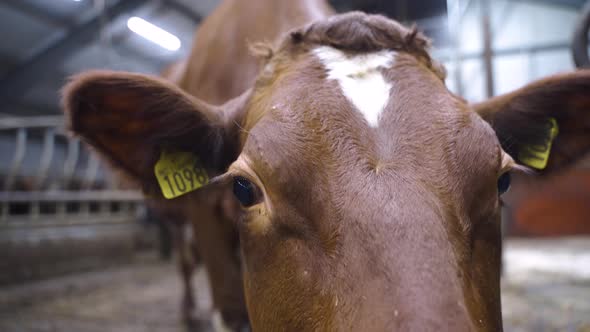 Norwegian Red Calfe With Ear Tags Standing Inside Cowshed. - close up