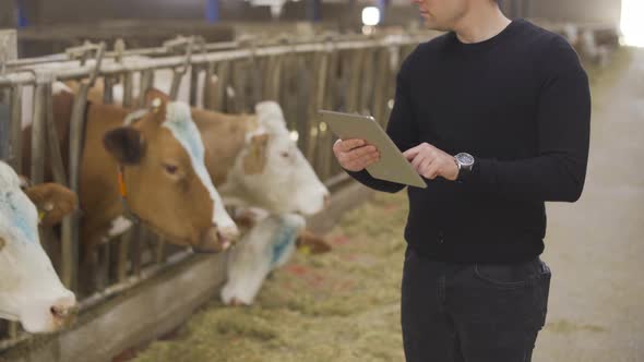 Farmer with tablet at modern dairy farm.