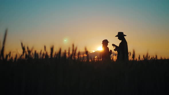 Young Mother Farmer Teaches Her Daughter To Work in a Wheat Field. Silhouette of a Farmers Family in