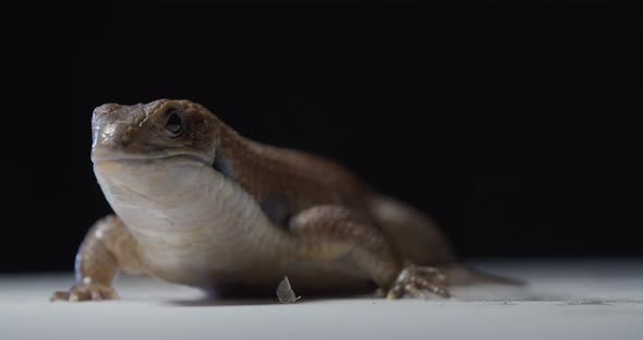 Northern Blue Tongue Skink on White Floor and Black Background Wildlife