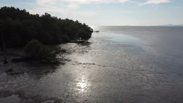 Silhouette move over muddy swamp near mangrove