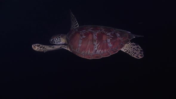 A green sea turtle swimming at night in the black ocean