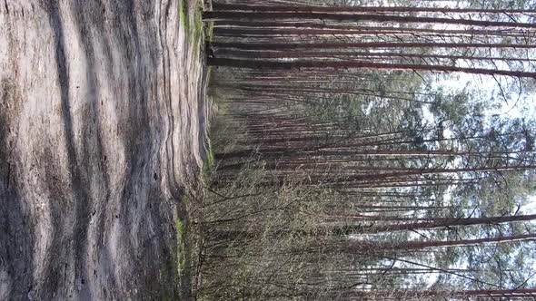 Vertical Video of a Road in the Forest Slow Motion