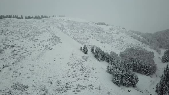 The Winter Forest Is Covered with Fresh Snow.