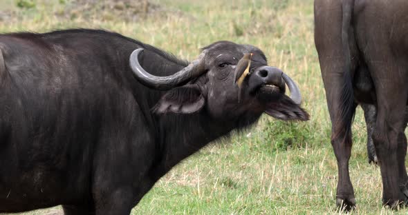 African Buffalo, syncerus caffer, Adult with Yellow Billed Oxpecker, buphagus africanus