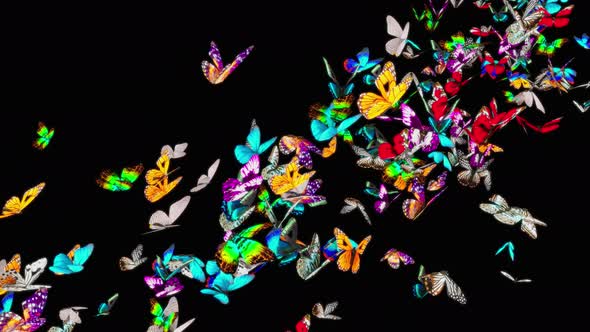 Butterfly 4K alt