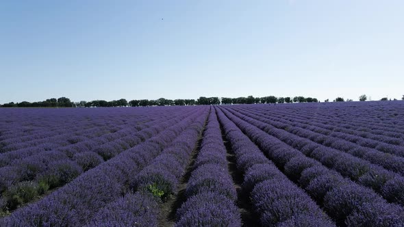 A Lavender Field Filmed with a Drone at Ground Level with Slow Movement in Front