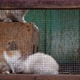Shooting Fluffy Rabbits in a Cage Moving Their Noses - VideoHive Item for Sale