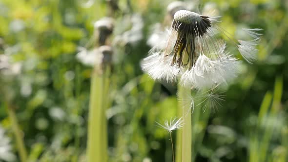 Plant  Taraxacum officinale  close-up  slow-mo 1080p FullHD footage - Common  dandelion flower seeds