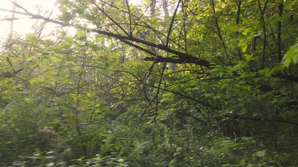 Forest with Trees in an Autumn Day