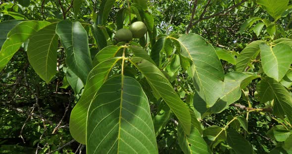 Common walnut trees, Dordogne, France