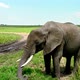 Group of African Elephants in Savanna - VideoHive Item for Sale