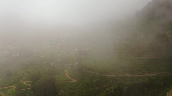 Tea Estate Among the Mountains